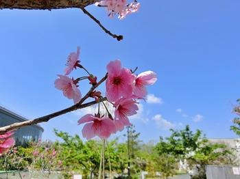 サクラマチクマモトの桜