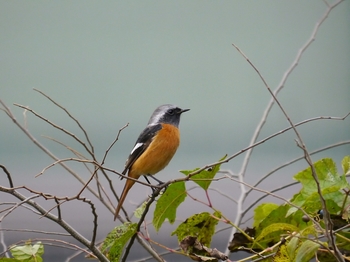 鳥さんシリーズ♪