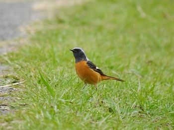 鳥さんシリーズ♪