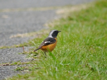 鳥さんシリーズ♪