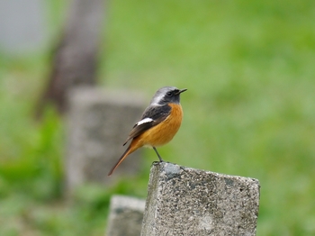 鳥さんシリーズ♪