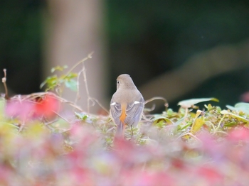 鳥さんシリーズ♪