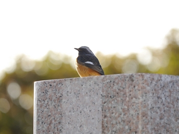 鳥さんシリーズ♪