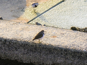 鳥さんシリーズ♪