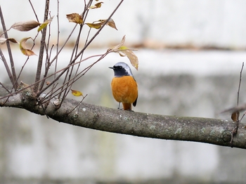 鳥さんシリーズ♪