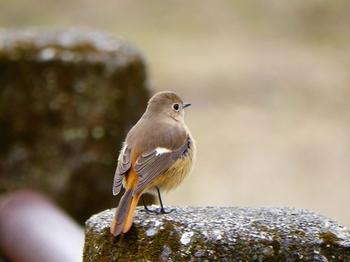 鳥さんシリーズ♪