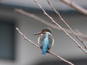 鳥さんシリーズ♪