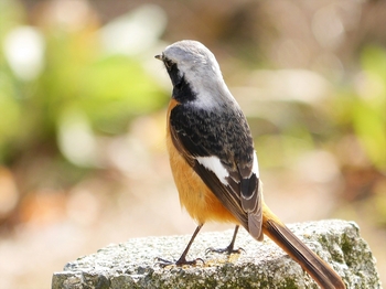 鳥さんシリーズ♪