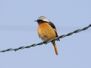 鳥さんシリーズ♪