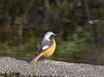 鳥さんシリーズ♪