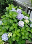 紫陽花