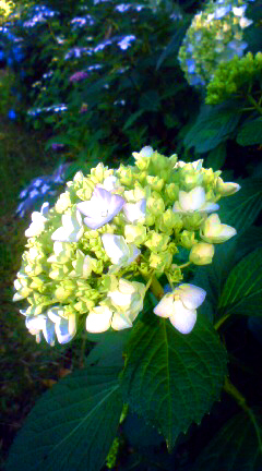 100612_1.jpg