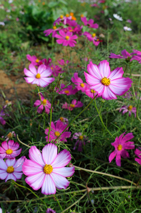 cosmos091018_1.jpg