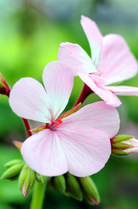 geranium0509_1.jpg