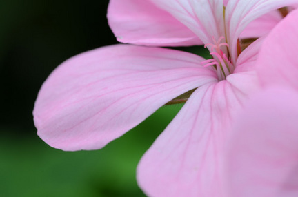 geranium0509_2.jpg