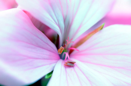 geranium0509_3.jpg