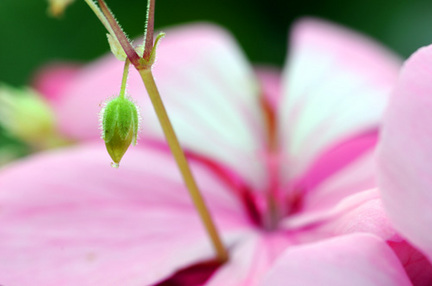 geranium0509_4.jpg