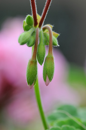 geranium0509_6.jpg