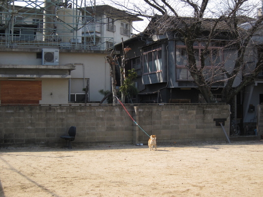 気になるわんこ