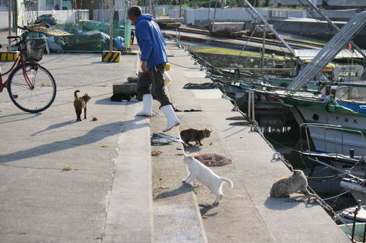 漁師さんの周りに集まるネコたち