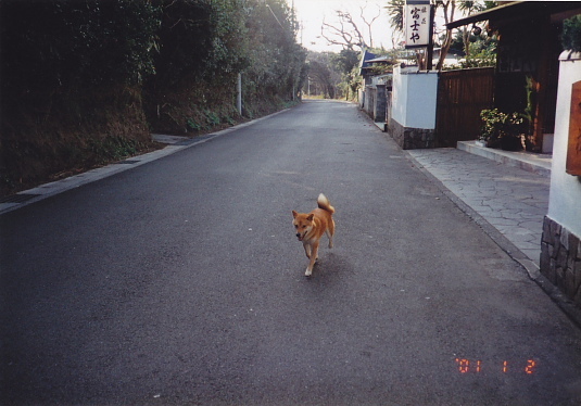 突然やってきた犬