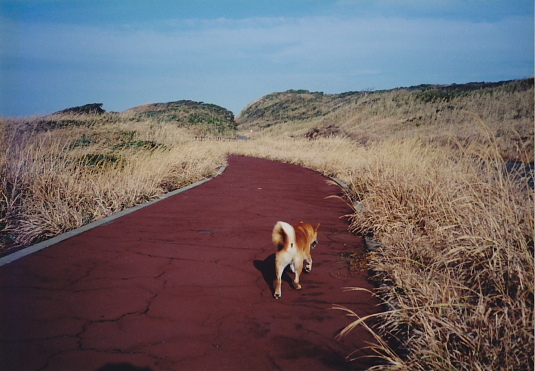 絶景の中、犬といっしょに歩いた