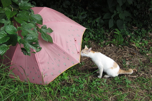 ピンクの傘のネコ
