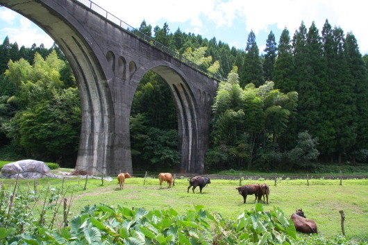放牧牛とアーチ橋