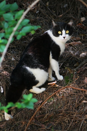丸い目の白黒ネコ