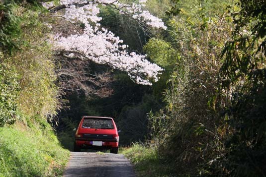 山道の桜