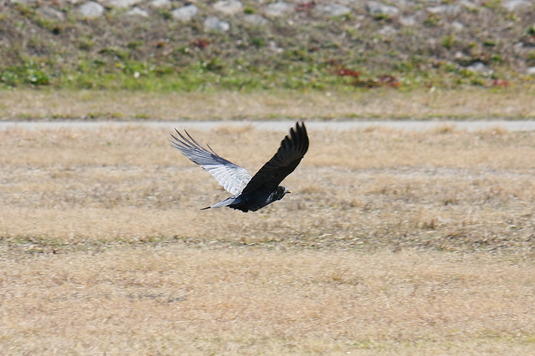 羽をひろげて飛ぶ