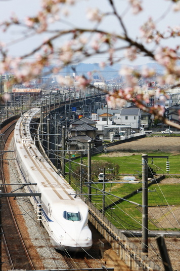 桜の下を