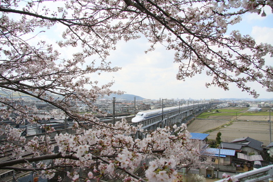 桜が満開