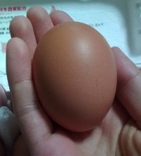 喜味の鶏子　卵.JPG