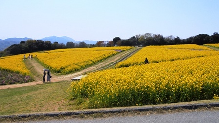 あわじ花さじき15.jpg