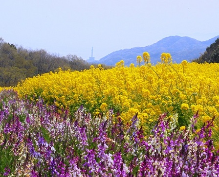 あわじ花さじき16.jpg