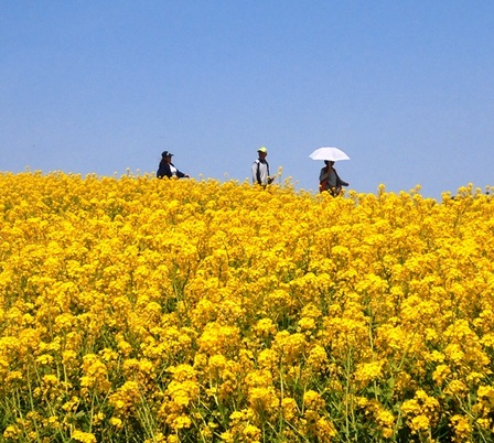 あわじ花さじき17.jpg