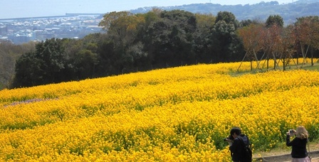 あわじ花さじき20.jpg