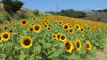 あわじ花さじき6.jpg