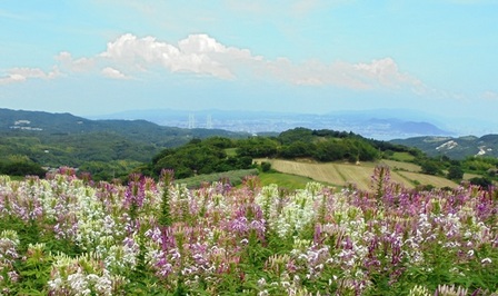 あわじ花さじき7.jpg