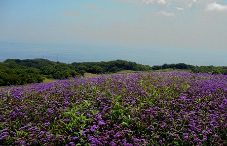 あわじ花さじき8.jpg