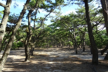 慶野松原12.JPG