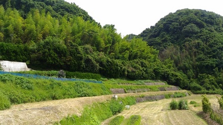 野島断層12.jpg