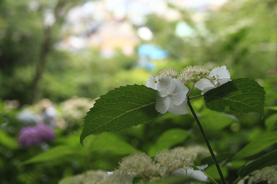 紫陽花002