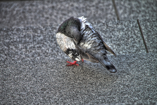 鳥(その２)