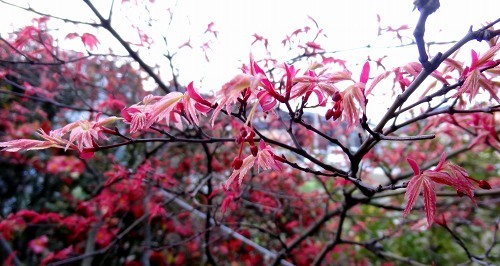 04-21ﾔｼｵ.jpg
