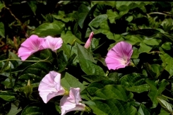 09-22hirugao.jpg