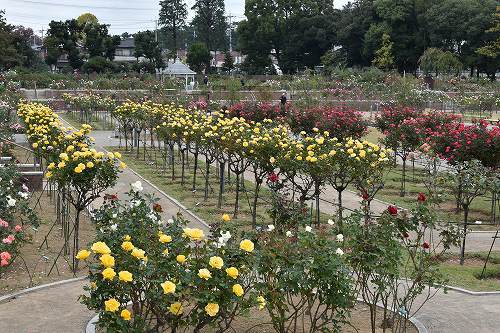 11-2敷島公園.jpg
