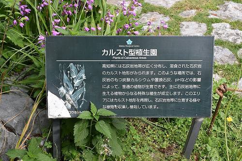 11-2ｶﾙｽﾄ植生.jpg