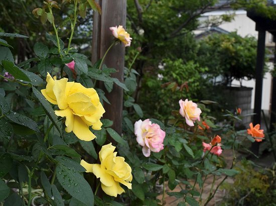 11秋薔薇.jpg